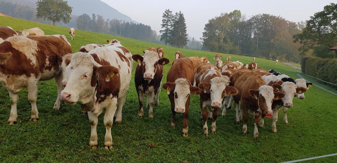 Ferienwohnung Im Gartenparadies Eurasburg Esterno foto